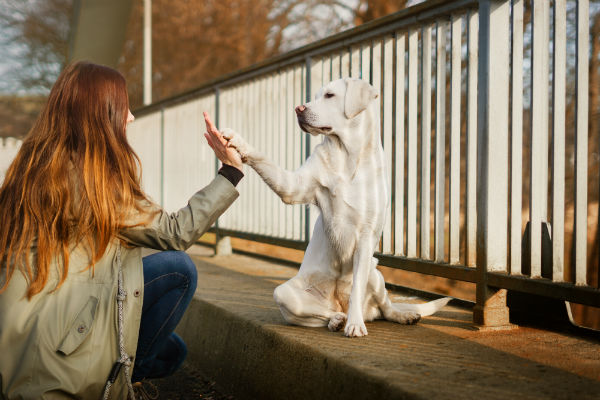 Como Adestrar Um Labrador Saiba Mais Petlove