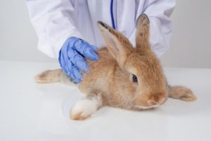 Coelho Doente Veja Como Saber O Coelho Est Doente Petlove