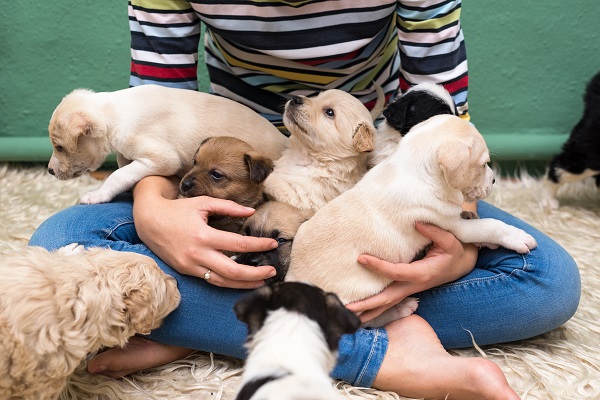 Socialização de cães tudo que você precisa saber Petlove