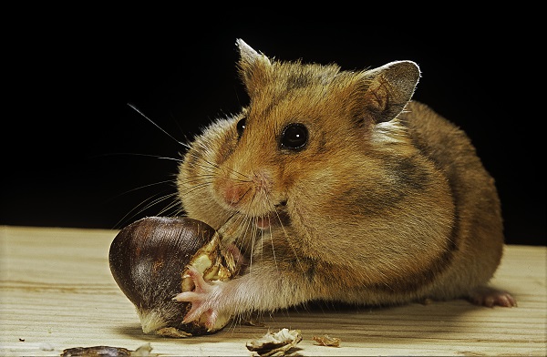 Cinco Curiosidades Sobre Os Hamsters Venha Descobrir Petlove