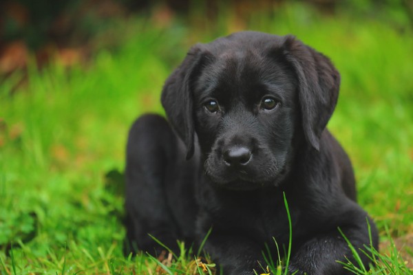 Cachorro Labrador Filhote Saiba Mais Petlove