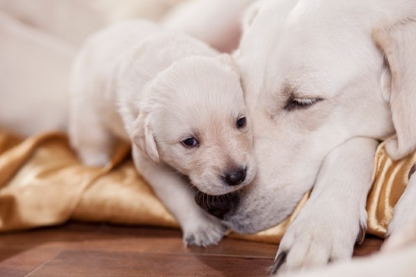 Cachorro Labrador Filhote Saiba Mais Petlove