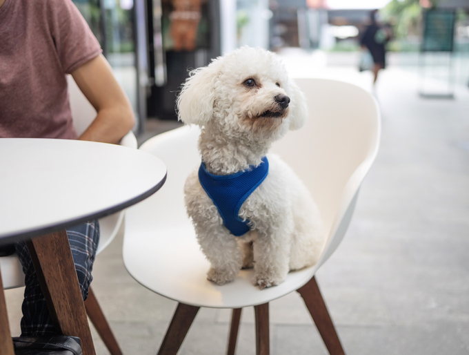 Top De Melhores Ra As De Cachorro Peludo Veja Petlove