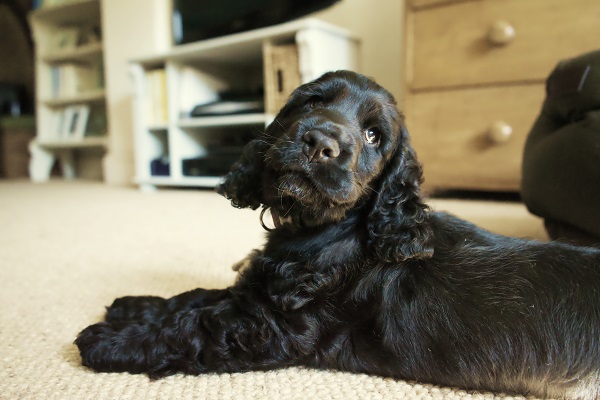 Conheça 8 raças de cachorro preto fotos Petlove