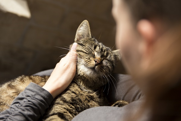 Por que os gatos rolam no chão Descubra Petlove