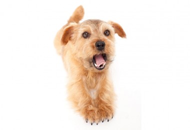 Como adestrar um cachorro a fazer xixi no lugar certo