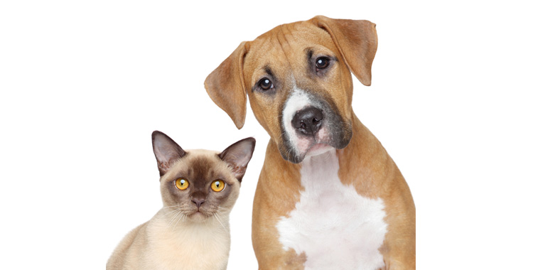 Diabetes Mellitus em cães e gatos