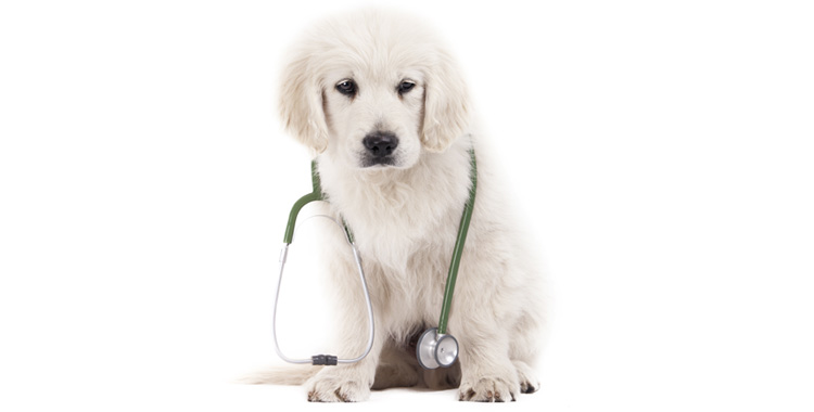 Guabi lança produtos para a classe Veterinária – guabi diabéticos