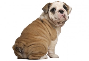 Produtos pickorruchos para cachorros