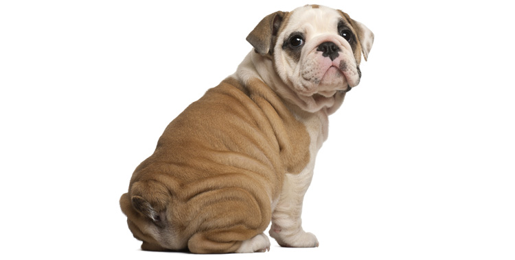 Royal canin lança nova ração contra a obesidade