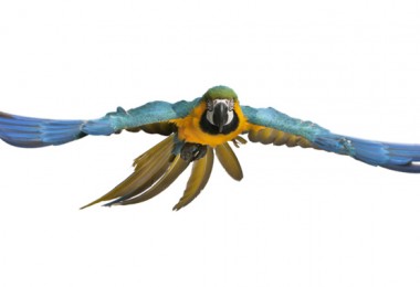 Ração para aves