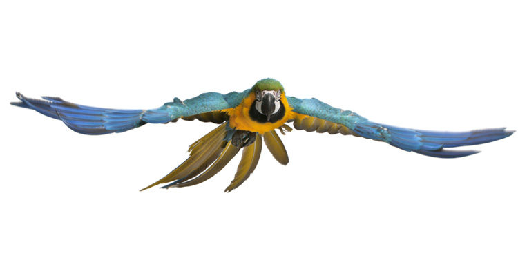 Ração para aves
