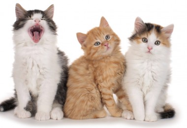 FIV e FELV em gatos: entenda essas doenças e como cuidar do seu pet 