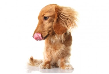 População de cachorros muito pequenos cresce nas grandes cidades