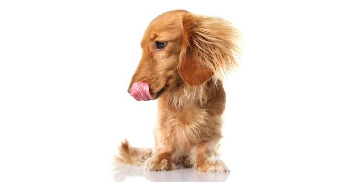 Os cachorros adoram Doguitos
