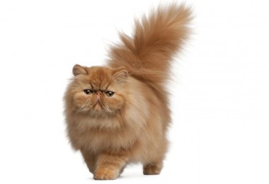 Ração para gatos persas