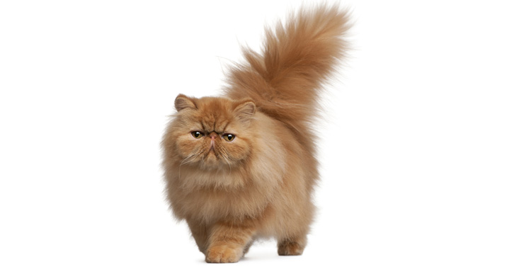 Ração para gatos persas