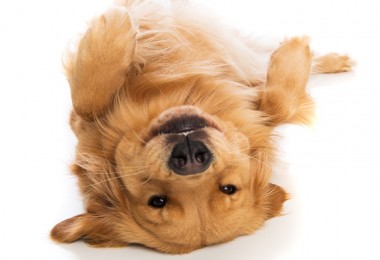 Tudo sobre a raça golden retriever