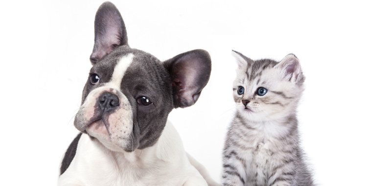 Vermífugos para cachorros e gatos