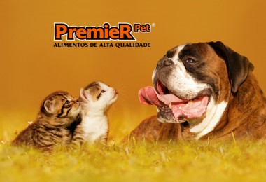Ração Golden: uma boa escolha em ração premium para gatos