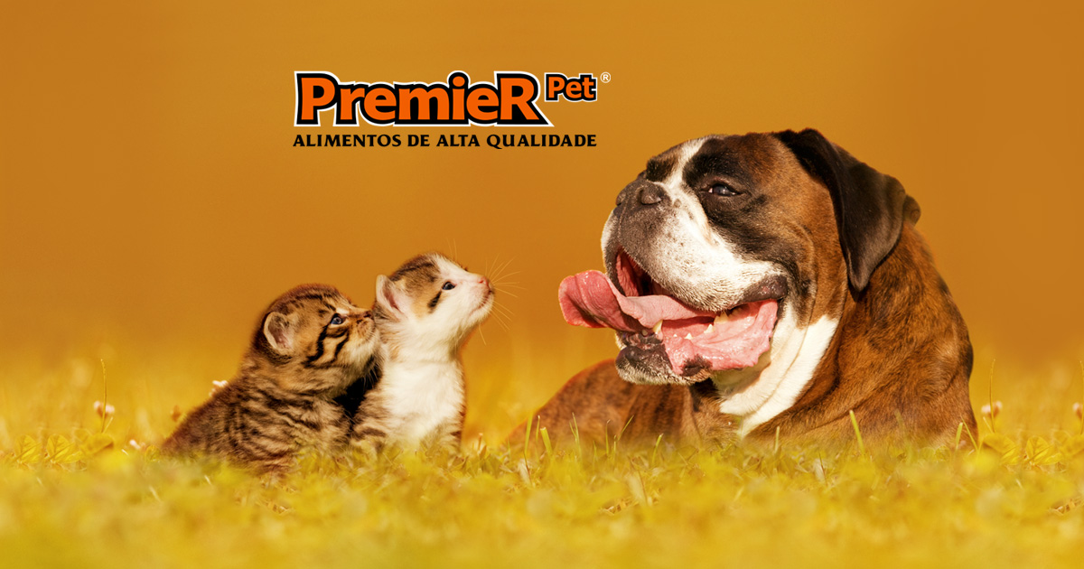 Ração Golden: uma boa escolha em ração premium para gatos