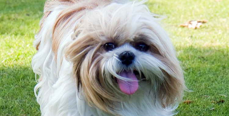 Ração royal canin para Shih Tzu – raças específicas
