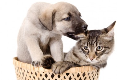 Animais em ônibus em Santos/SP: lei já está valendo e tutores comemoram