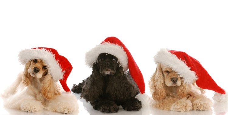 Pet Love lança novidades para o seu animal de estimação passar o Natal