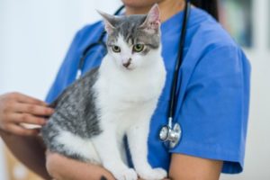 Gato no colo de uma médica veterinária