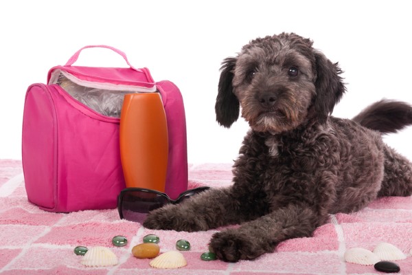 Kit protetor solar - cachorro