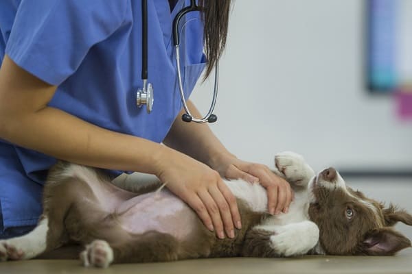 Animal doméstico passa doenças? Entenda 4 problemas transmitidos pelos pets  - 29/03/2019 - UOL VivaBem