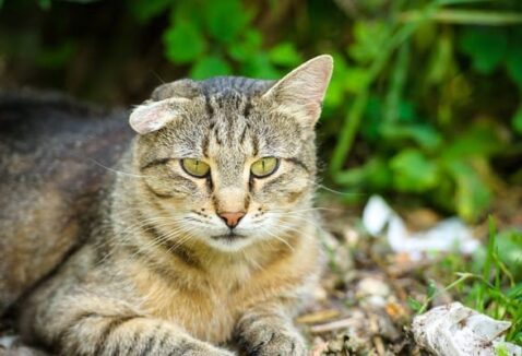 Esporotricose Felina: sintomas, tratamento e cuidados essenciais