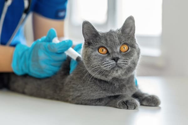 Conheça o gato diagnosticado com ansiedade após passar por