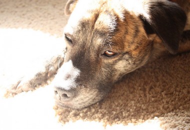 Leishmaniose canina