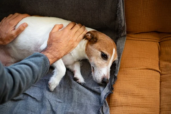 Cachorro adulto com parvovirose.