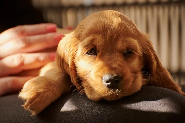 Parvovirose canina – Sintomas, tratamento e como prevenir