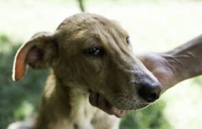 Cachorro magro, provavelmente com anemia canina.