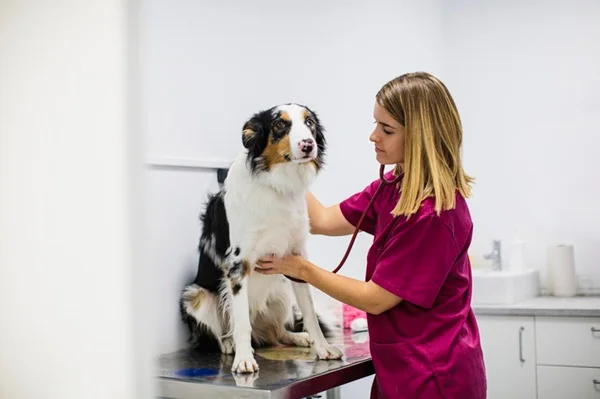 Cachorro no médico-veetrinário.