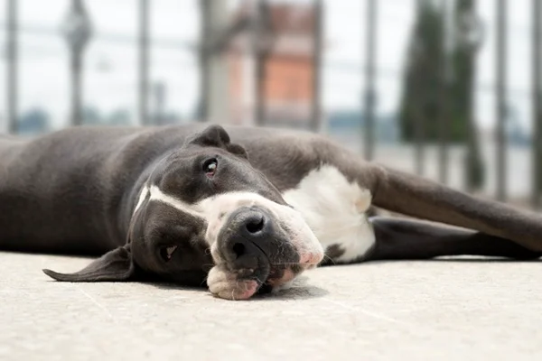 Dogue alemão com torção gástrica.