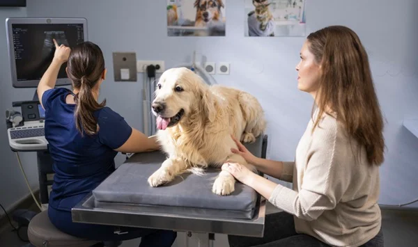 Cachorro no veterinário.