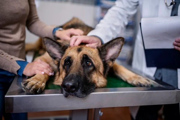 Entenda tudo sobre torção gástrica em cães e saiba como agir