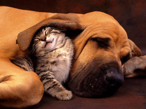 Intoxicação por chocolate em cães e gatos - Petlove - O Maior Petshop Online do Brasil