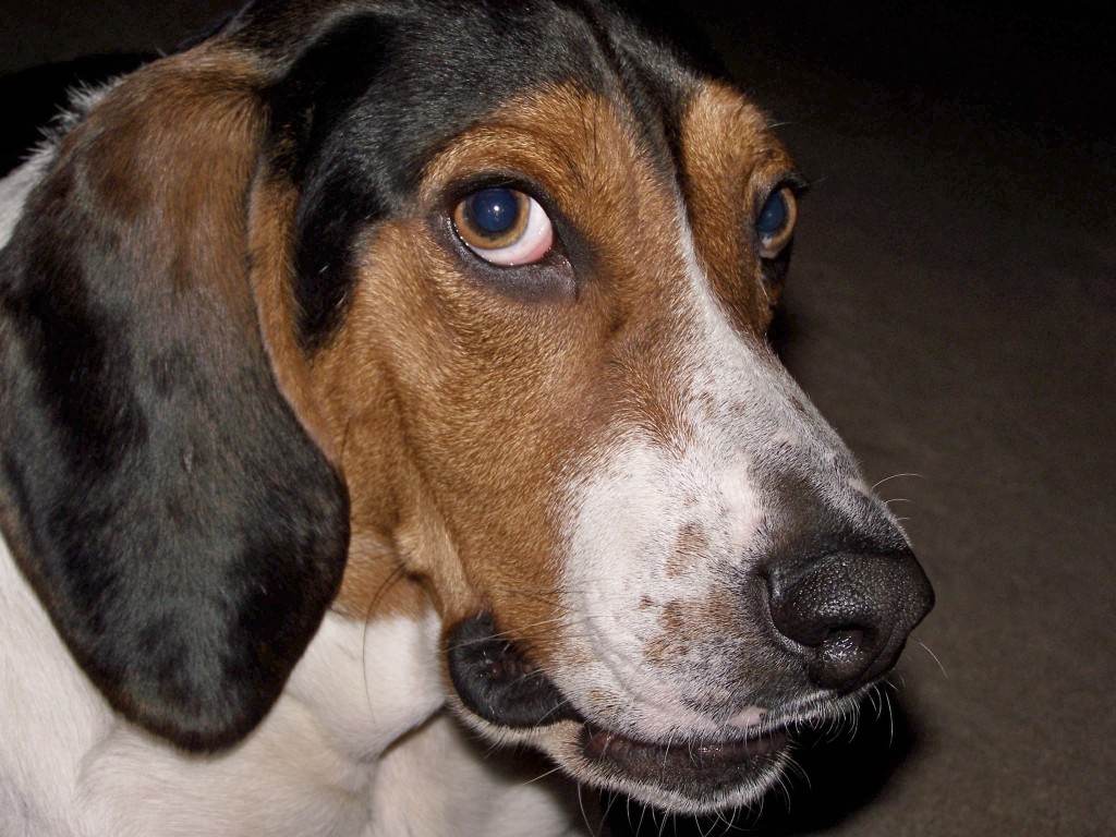 Comedões em Animais Domésticos Comedões em animais domésticos - Petlove - O Maior Petshop Online do Brasil