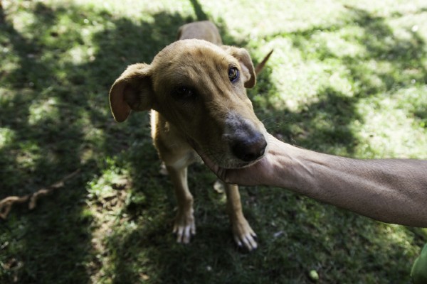 Anemia em cachorro: tudo o que você precisa saber