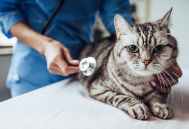 Intoxicação de cães e gatos por raticidas