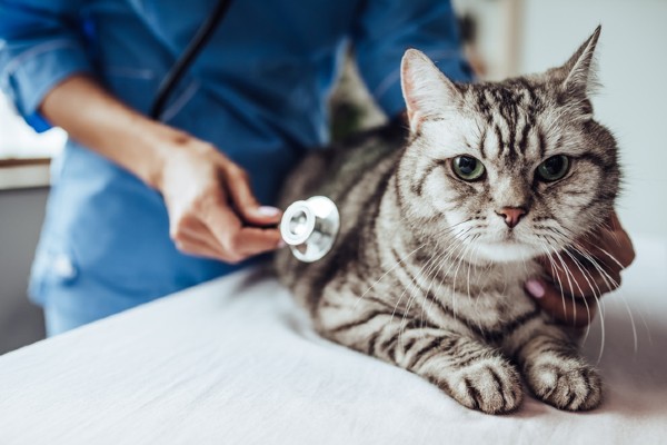 Intoxicação de cães e gatos por raticidas