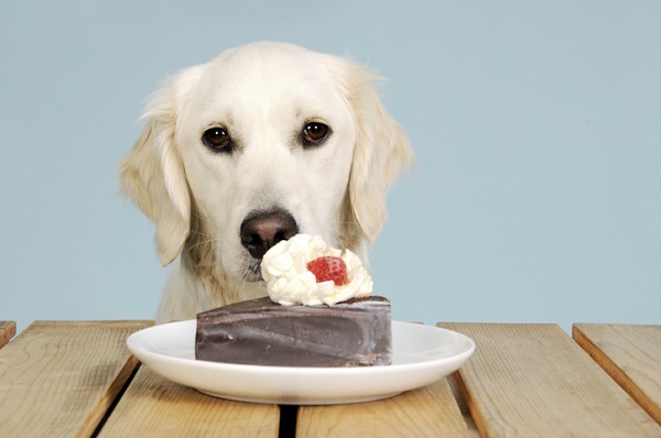 Intoxicação por chocolate em cães e gatos