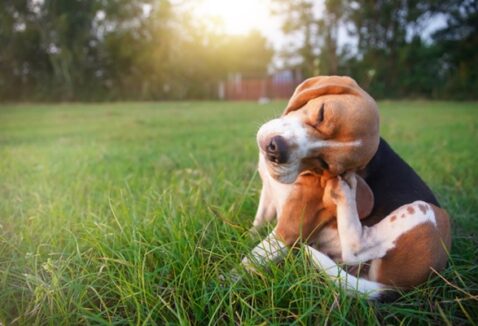 Dermatite atópica canina: entenda essa doença e saiba como tratar o seu cachorro 
