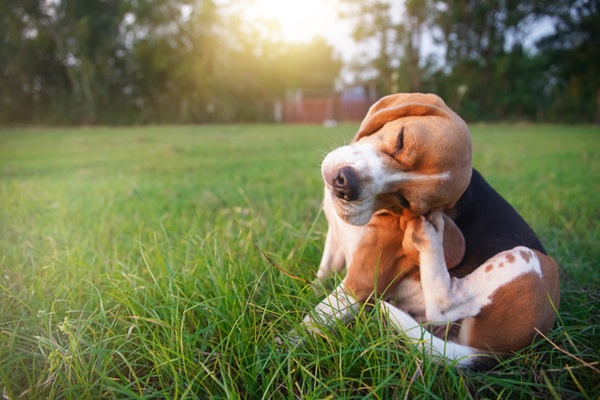 Dermatite atópica canina: entenda essa doença e saiba como tratar o seu cachorro 