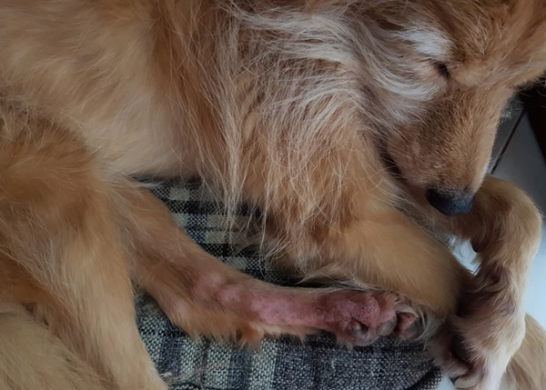 cachorro com dermatite atópica.
